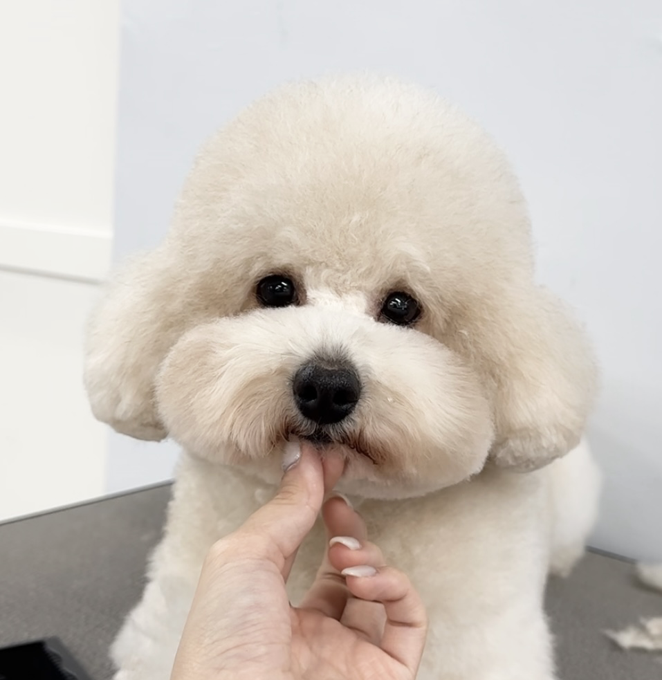 トックのインフォメーションイメージ画像の犬