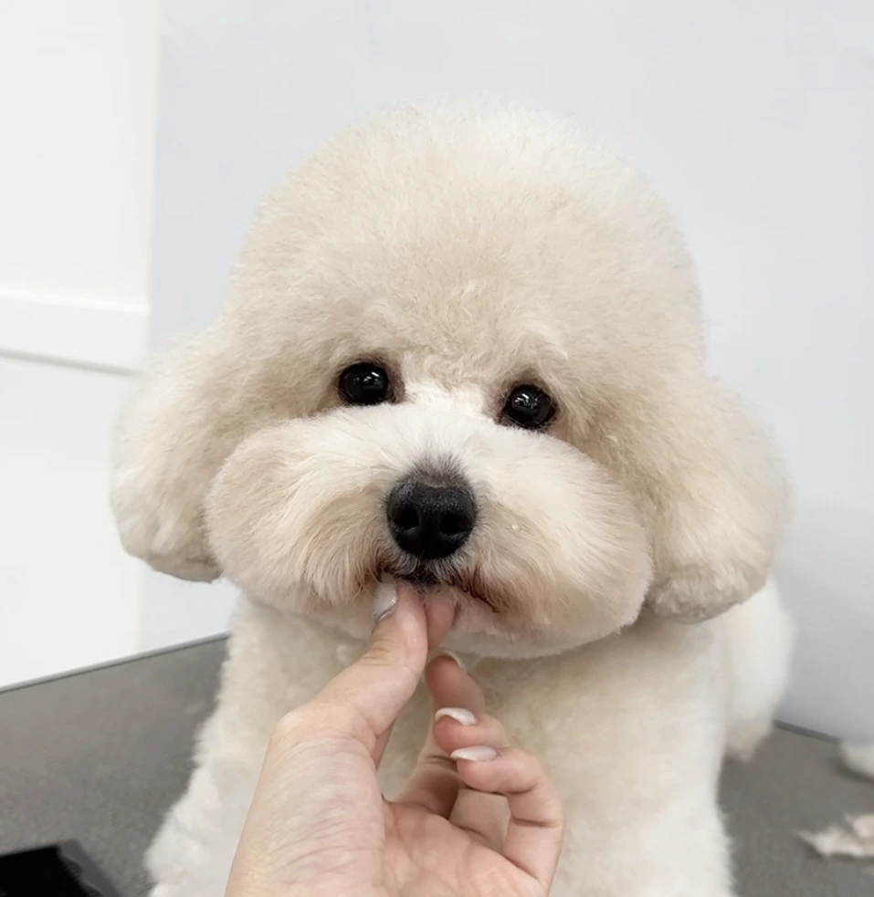 トックのインフォメーションイメージ画像の犬