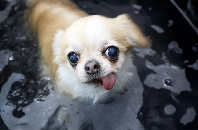 りんご酵素風呂写真