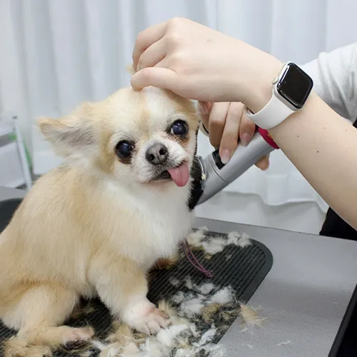 STEP3: グルーミング